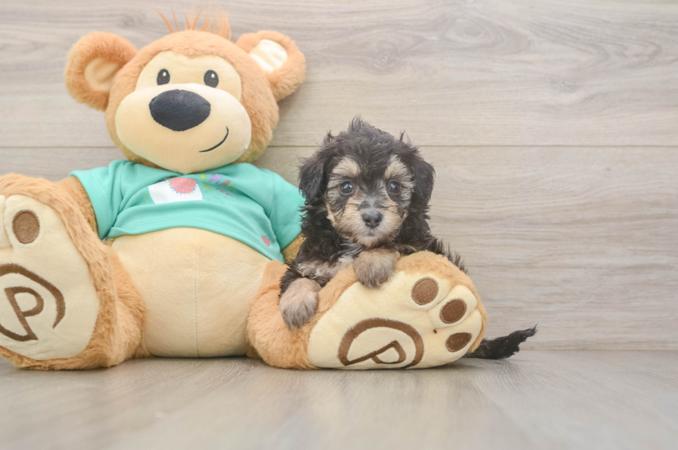 5 week old Mini Aussiedoodle Puppy For Sale - Florida Fur Babies