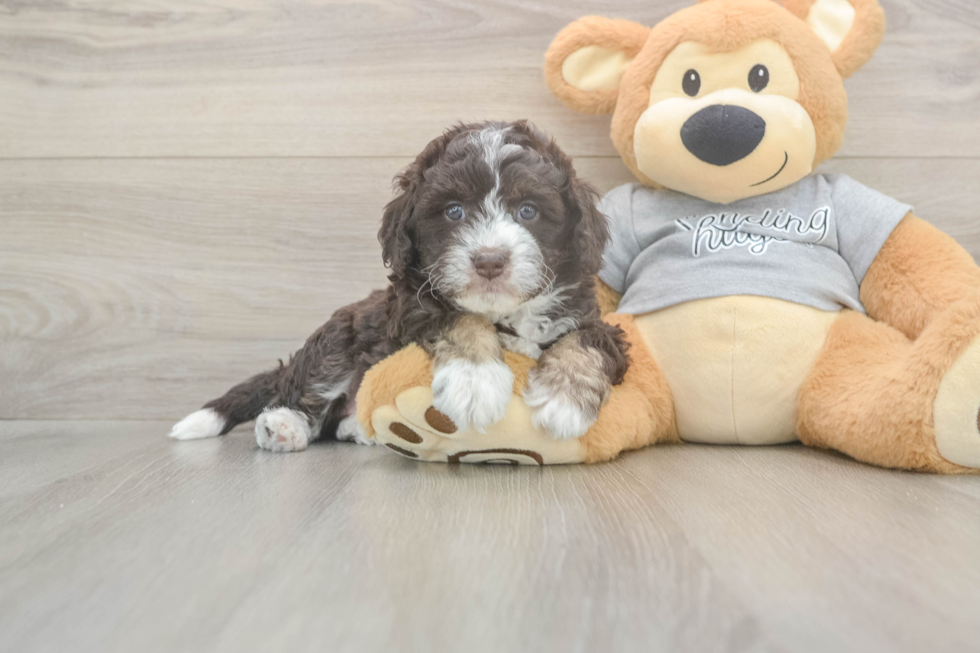 Funny Mini Aussiedoodle Poodle Mix Pup