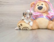 8 week old Mini Aussiedoodle Puppy For Sale - Florida Fur Babies