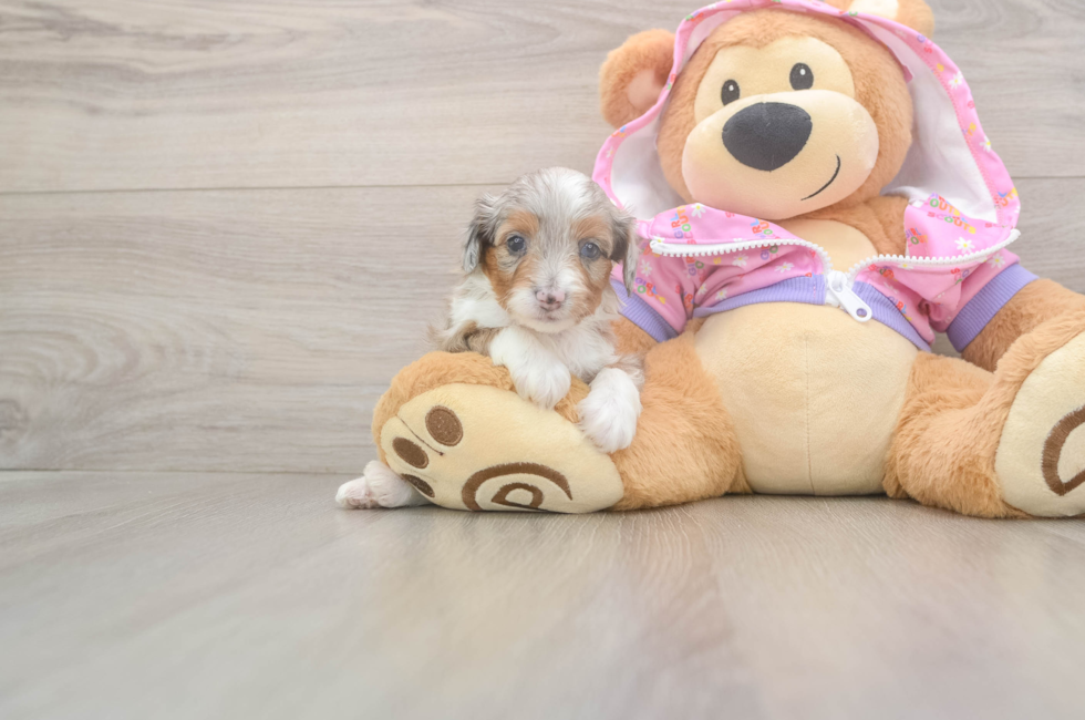 8 week old Mini Aussiedoodle Puppy For Sale - Florida Fur Babies