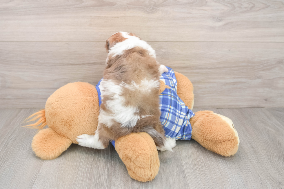Mini Aussiedoodle Pup Being Cute