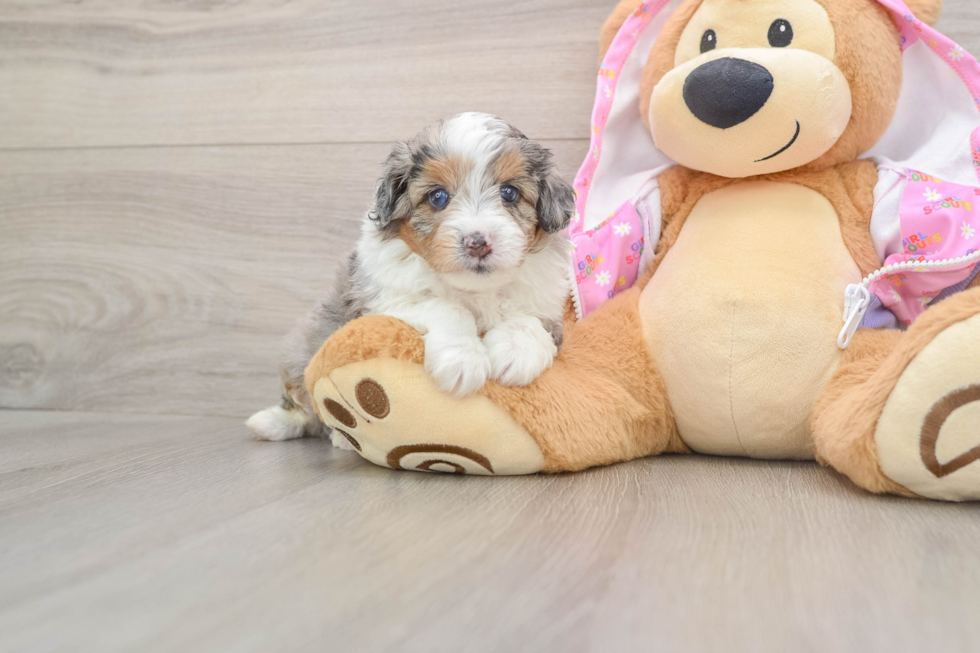 Mini Aussiedoodle Pup Being Cute