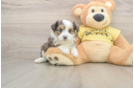 Best Mini Aussiedoodle Baby