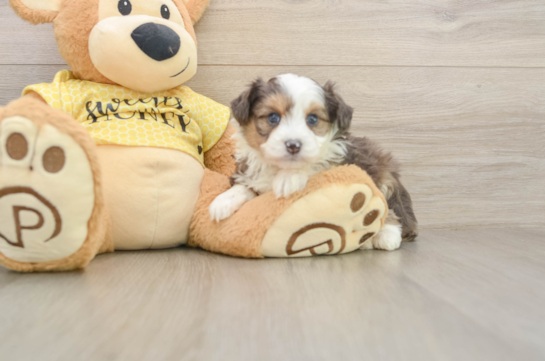 Mini Aussiedoodle Pup Being Cute