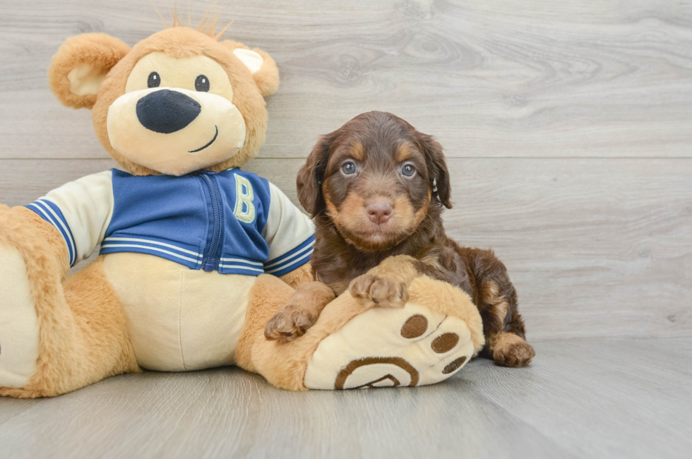 6 week old Mini Aussiedoodle Puppy For Sale - Florida Fur Babies