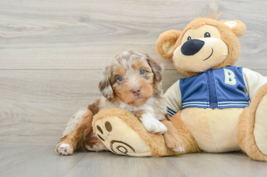 Mini Aussiedoodle Pup Being Cute