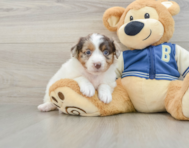 9 week old Mini Aussiedoodle Puppy For Sale - Florida Fur Babies
