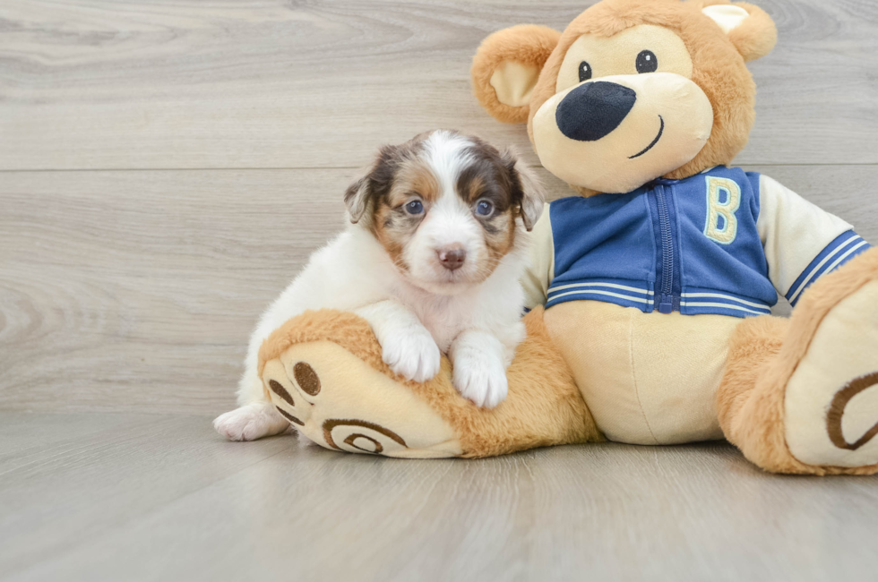 7 week old Mini Aussiedoodle Puppy For Sale - Florida Fur Babies
