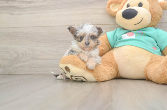 Playful Mini Aussiepoodle Poodle Mix Puppy