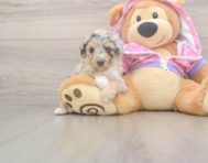 8 week old Mini Aussiedoodle Puppy For Sale - Florida Fur Babies