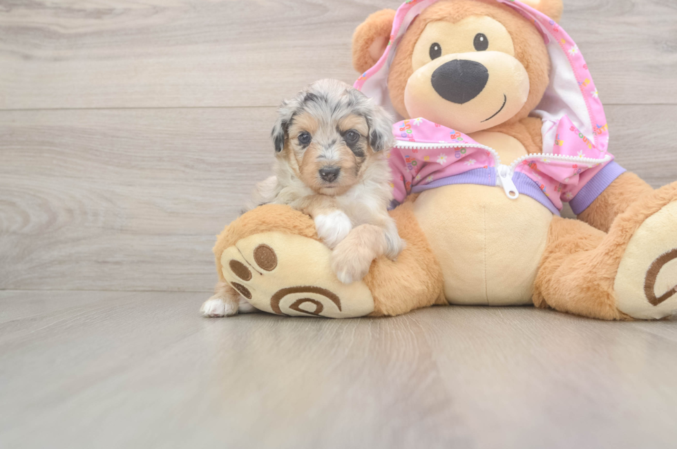 8 week old Mini Aussiedoodle Puppy For Sale - Florida Fur Babies