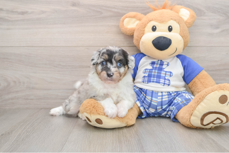 Sweet Mini Aussiedoodle Baby