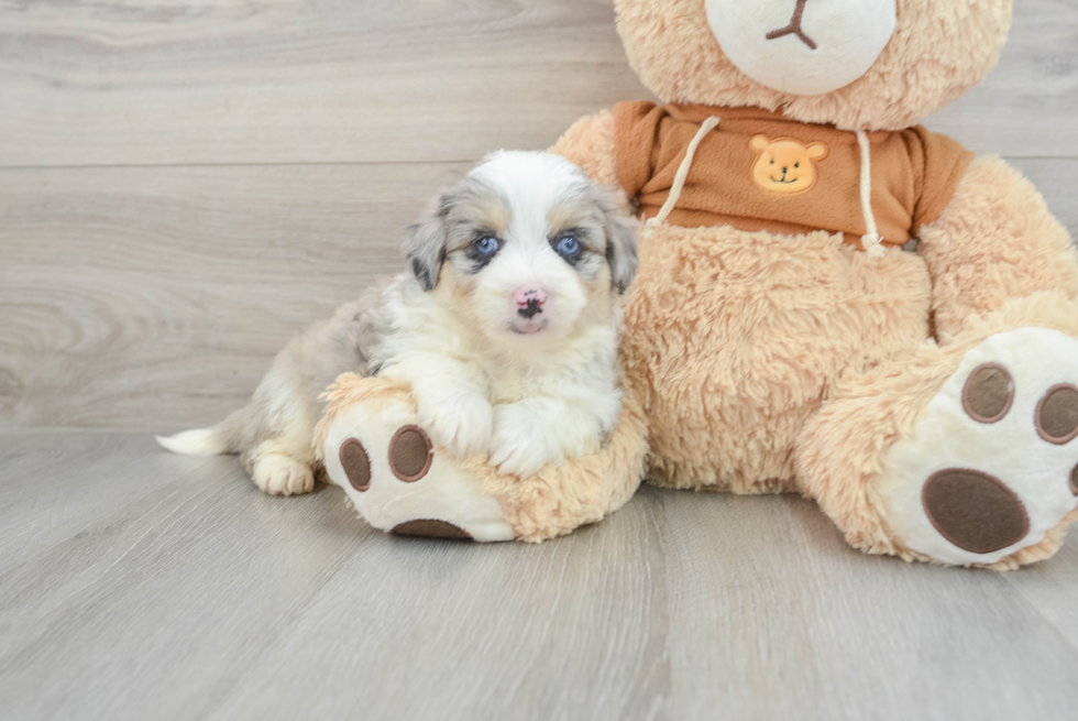 Mini Aussiedoodle Pup Being Cute