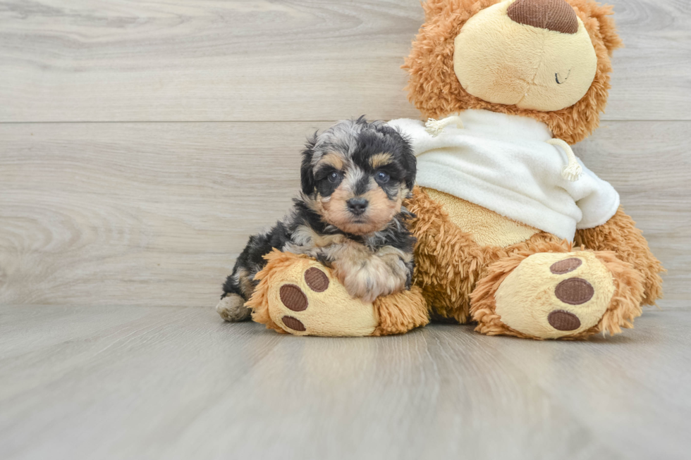 Friendly Mini Aussiedoodle Baby