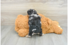 Mini Aussiedoodle Puppy for Adoption