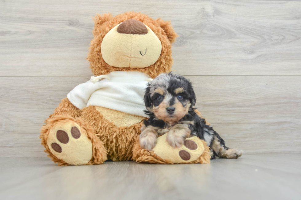 7 week old Mini Aussiedoodle Puppy For Sale - Florida Fur Babies