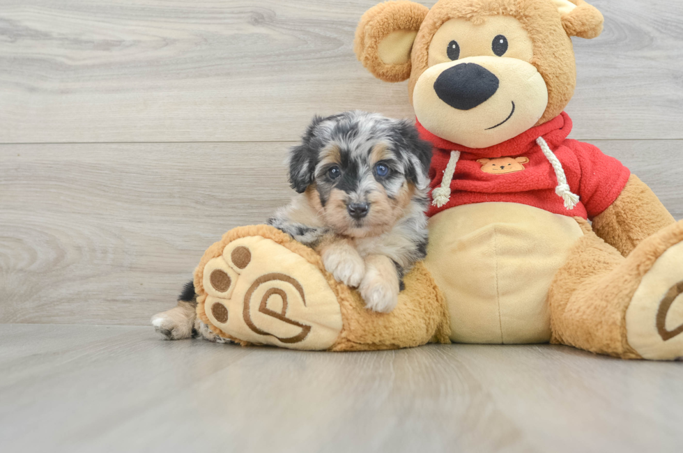 5 week old Mini Aussiedoodle Puppy For Sale - Florida Fur Babies