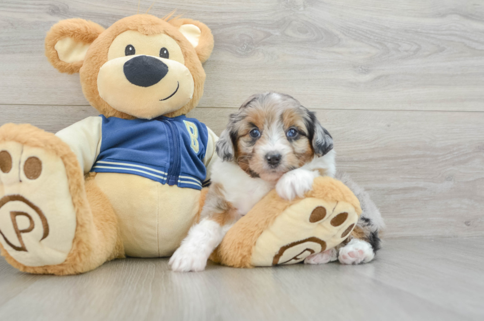 6 week old Mini Aussiedoodle Puppy For Sale - Florida Fur Babies