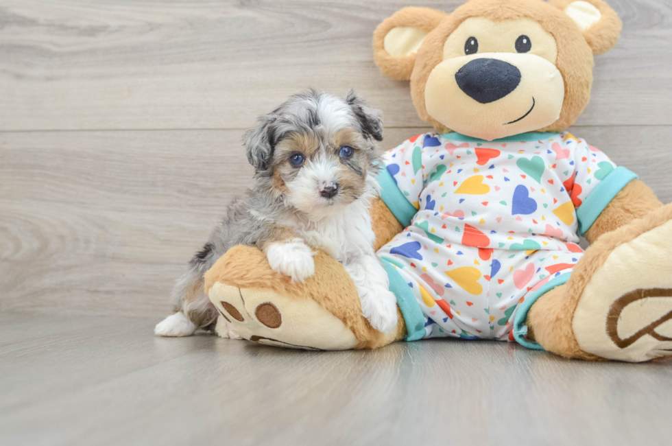 5 week old Mini Aussiedoodle Puppy For Sale - Florida Fur Babies