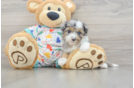 Funny Mini Aussiedoodle Poodle Mix Pup
