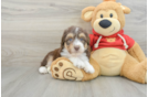 Mini Aussiedoodle Puppy for Adoption