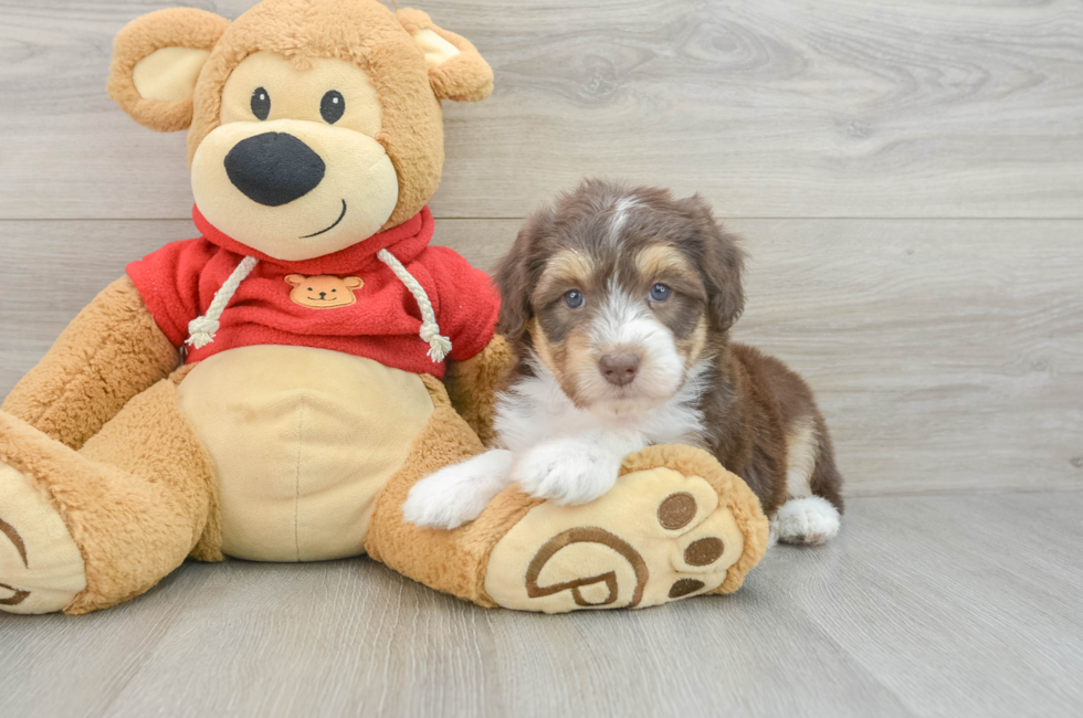 5 week old Mini Aussiedoodle Puppy For Sale - Florida Fur Babies