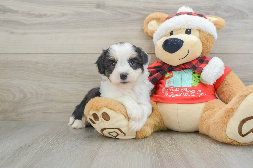 6 week old Mini Aussiedoodle Puppy For Sale - Florida Fur Babies