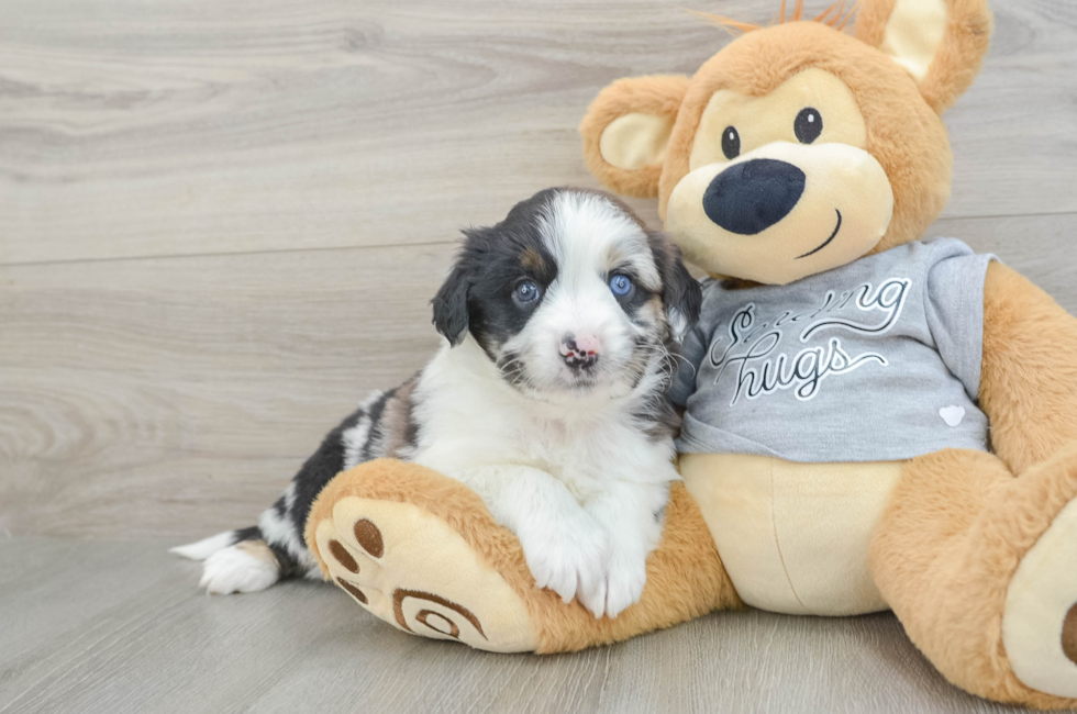 7 week old Mini Aussiedoodle Puppy For Sale - Florida Fur Babies