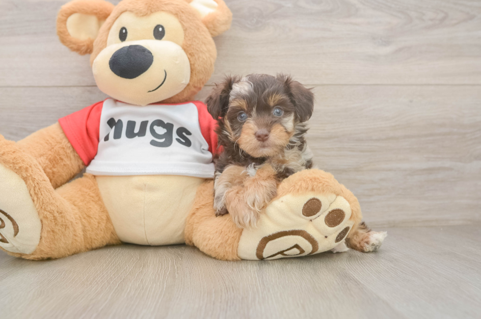 5 week old Mini Aussiedoodle Puppy For Sale - Florida Fur Babies