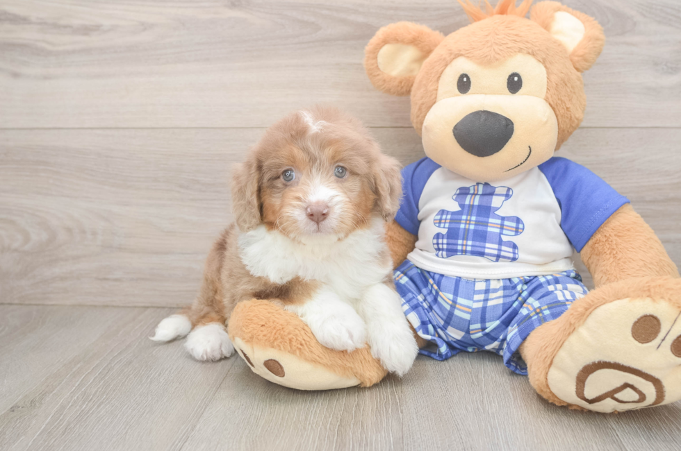 6 week old Mini Aussiedoodle Puppy For Sale - Florida Fur Babies