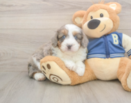 8 week old Mini Aussiedoodle Puppy For Sale - Florida Fur Babies