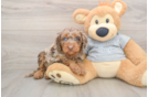 Friendly Mini Aussiedoodle Baby