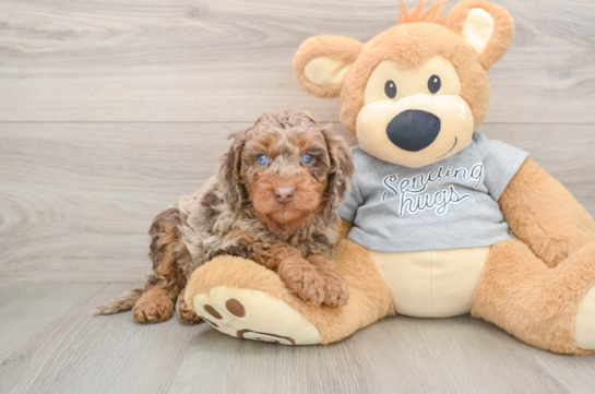 Friendly Mini Aussiedoodle Baby