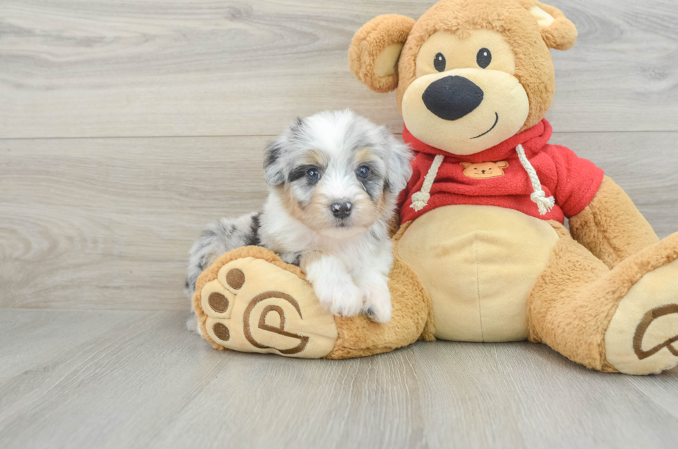 5 week old Mini Aussiedoodle Puppy For Sale - Florida Fur Babies