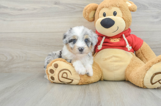 Mini Aussiedoodle Puppy for Adoption