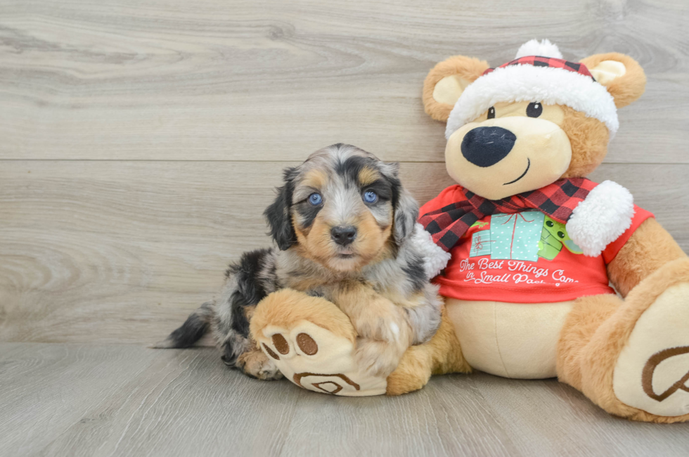 6 week old Mini Aussiedoodle Puppy For Sale - Florida Fur Babies