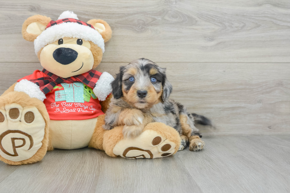 Mini Aussiedoodle Pup Being Cute