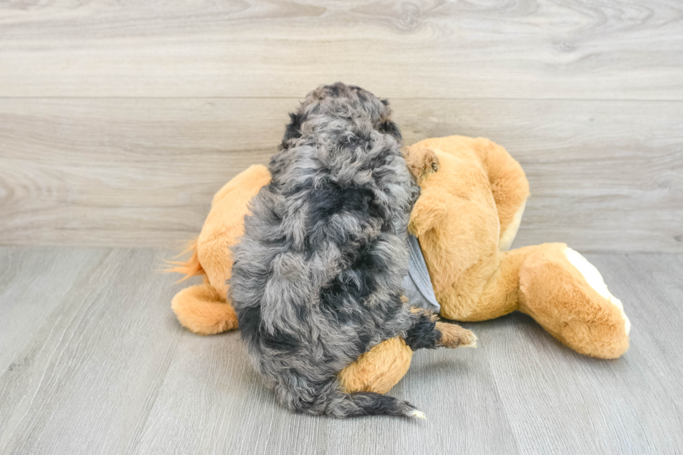 Mini Aussiedoodle Puppy for Adoption