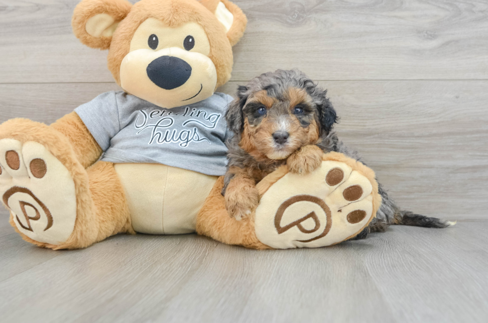 5 week old Mini Aussiedoodle Puppy For Sale - Florida Fur Babies