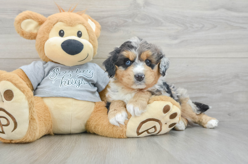 7 week old Mini Aussiedoodle Puppy For Sale - Florida Fur Babies