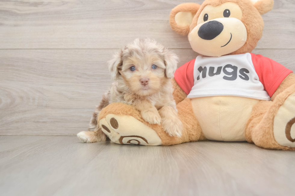 5 week old Mini Aussiedoodle Puppy For Sale - Florida Fur Babies