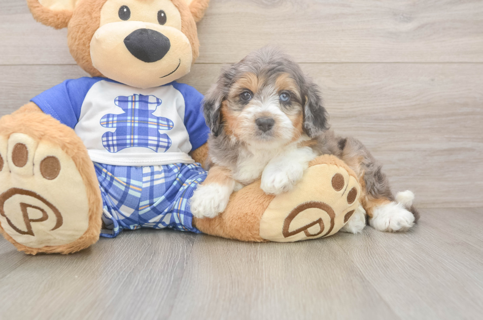 6 week old Mini Aussiedoodle Puppy For Sale - Florida Fur Babies