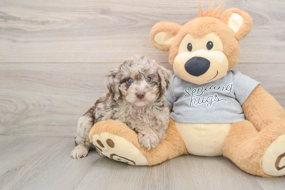 Mini Aussiedoodle Puppy for Adoption