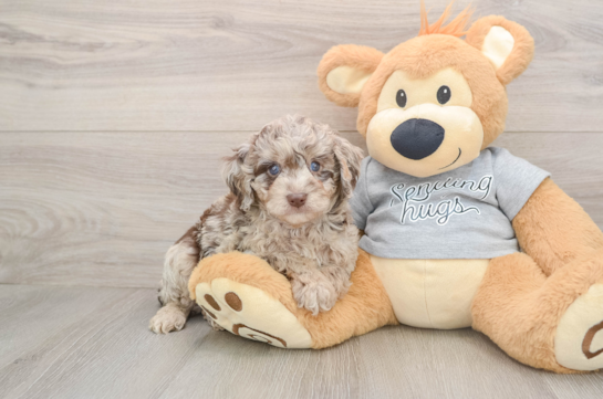 Mini Aussiedoodle Puppy for Adoption