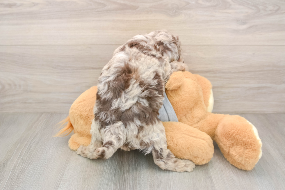 Mini Aussiedoodle Puppy for Adoption