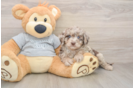 Playful Mini Aussiepoodle Poodle Mix Puppy