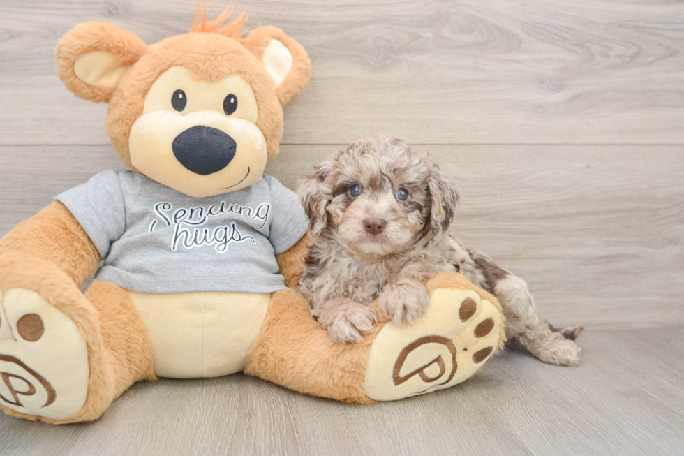 Playful Mini Aussiepoodle Poodle Mix Puppy