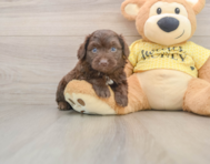 5 week old Mini Aussiedoodle Puppy For Sale - Florida Fur Babies