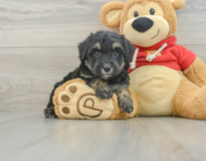 7 week old Mini Aussiedoodle Puppy For Sale - Florida Fur Babies