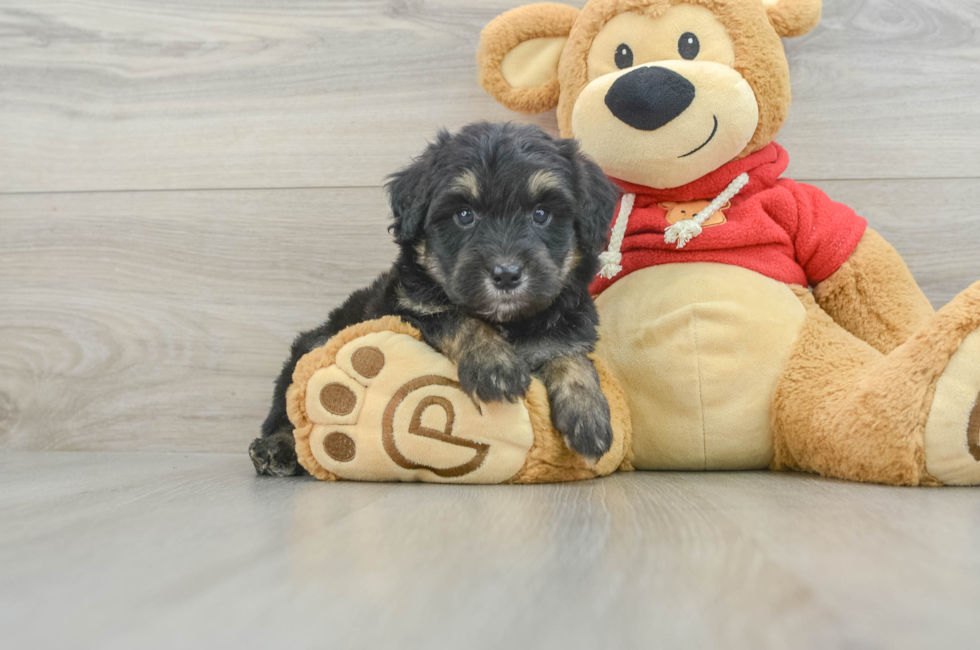 5 week old Mini Aussiedoodle Puppy For Sale - Florida Fur Babies